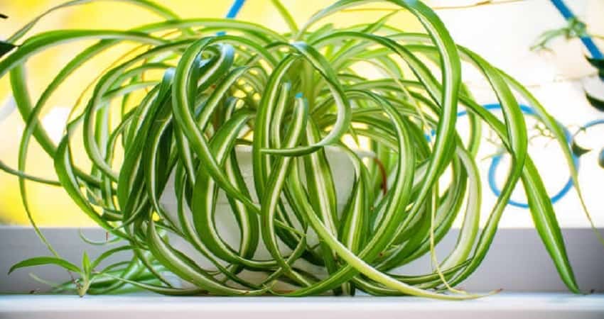 Spider Plant Turning Yellow