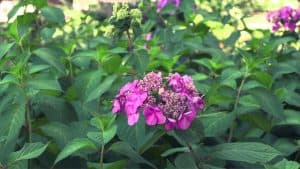 Symptoms of overwatered Hydrangeas