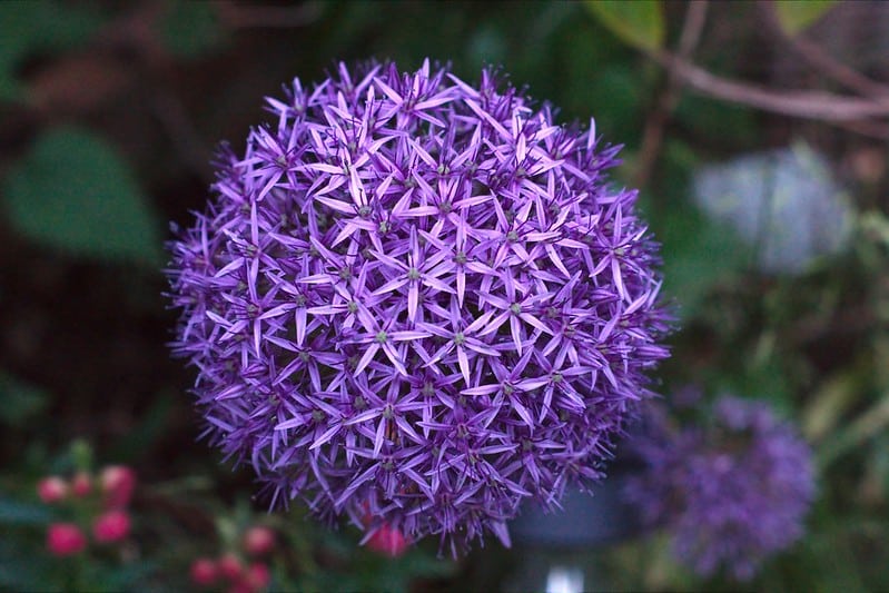 Allium