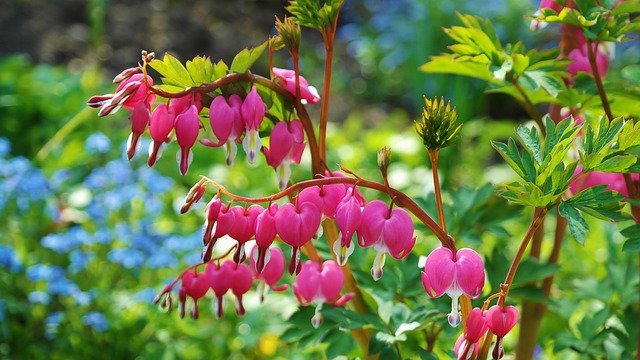 Bleeding heart