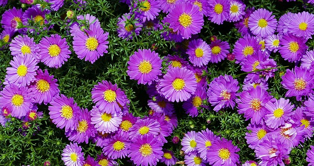 China Aster