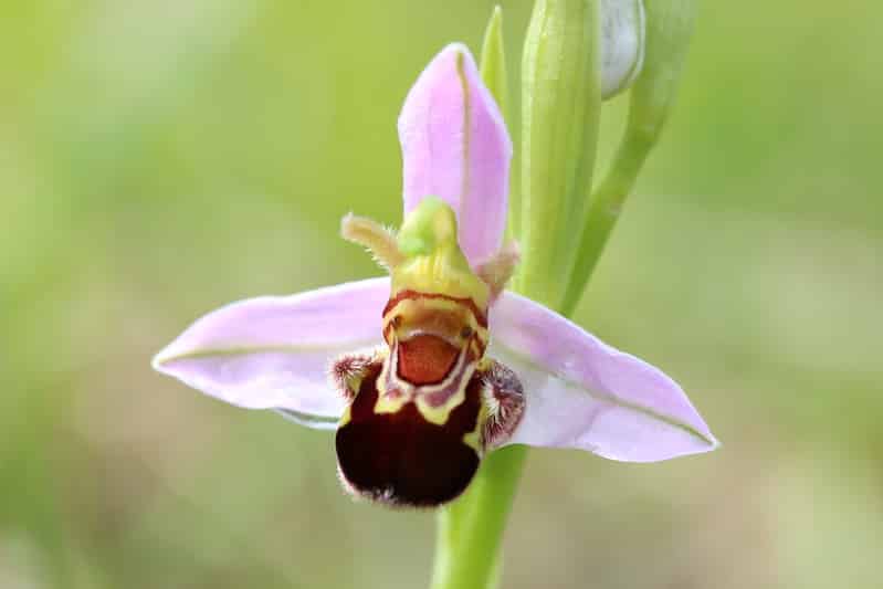 Bee Orchid