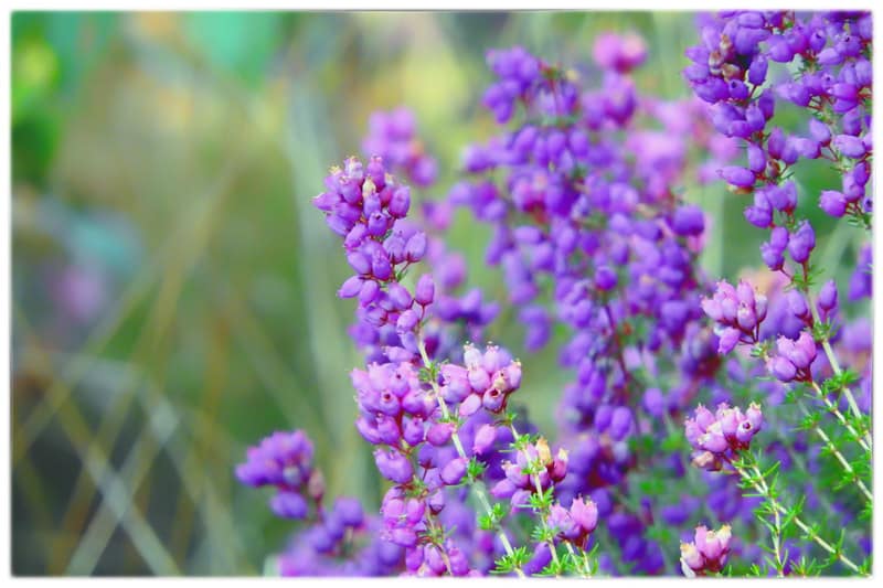 Bell heather