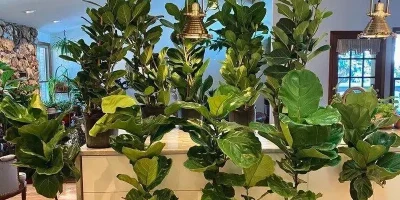 Roon full of fiddle leaf fig plants