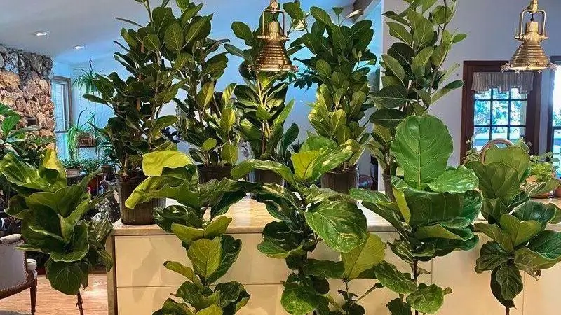 Roon full of fiddle leaf fig plants