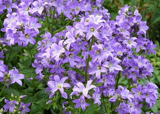 Campanula isophylla