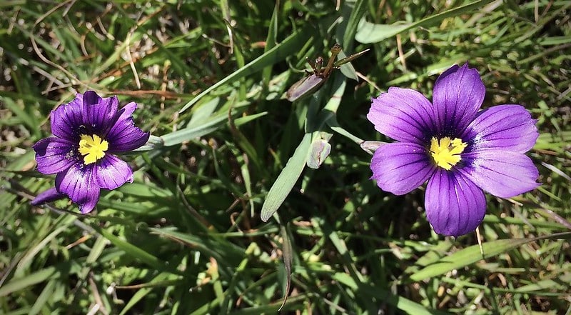 Blue-eyed grass (Sisyrinchium bellum)