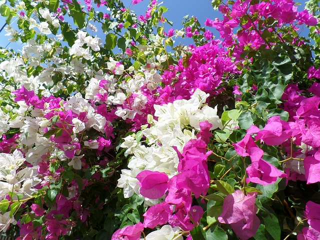 Bougainvillea