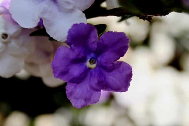 Brunfelsia pauciflora "Macrantha"