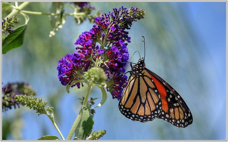 Butterfly bush