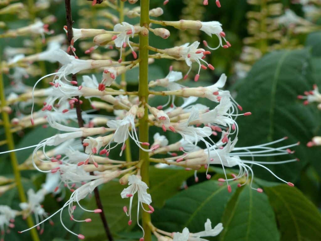 Bushes with white flowers