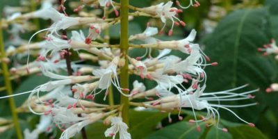 Bushes with white flowers