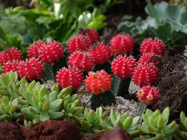 Gymnocalycium mihanovichii