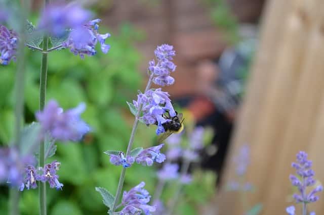 Catmint Nepeta