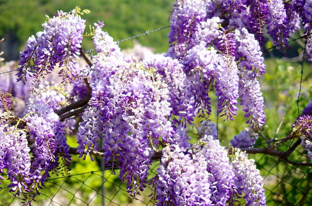 Chinese Wisteria