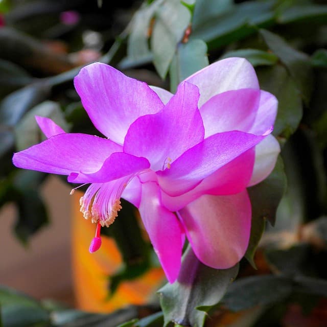  Christmas Cactus