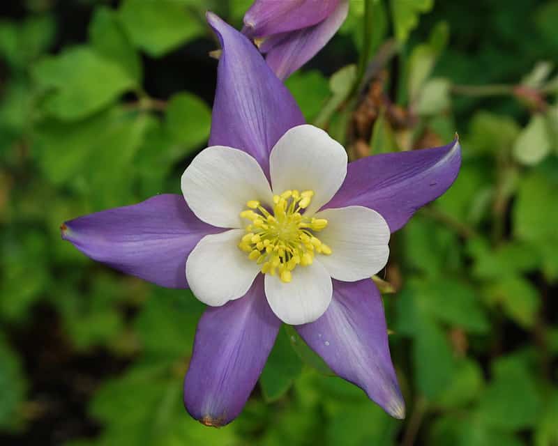 Columbine