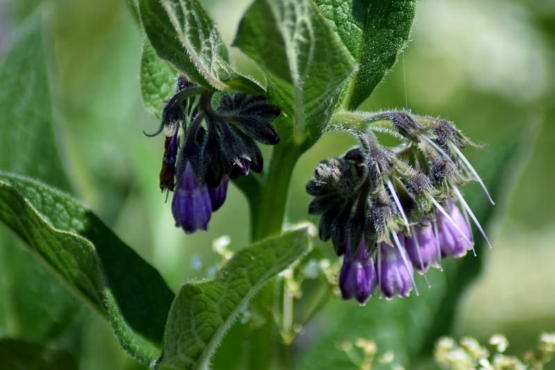 Common comfrey, Symphytum officinale