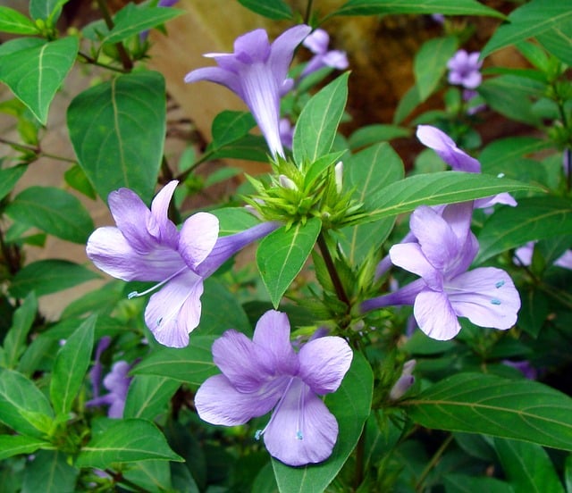 Philippine Violet