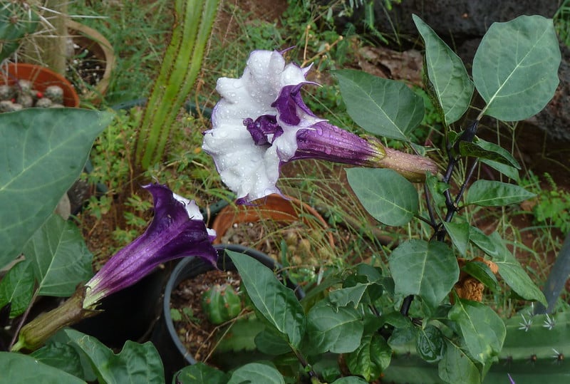 blackcurrant swirl moonflower