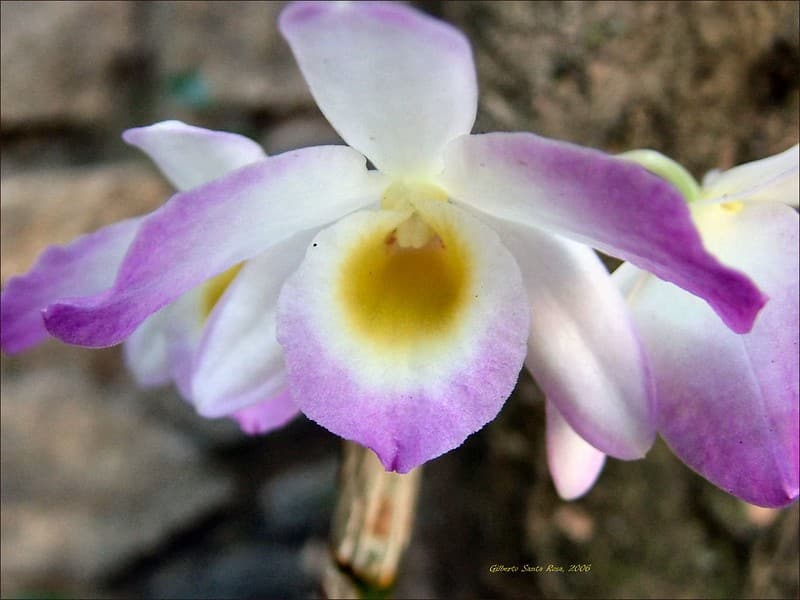 Dendrobium Orchid 