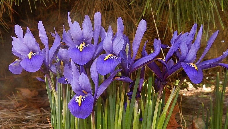 Dwarf Iris 