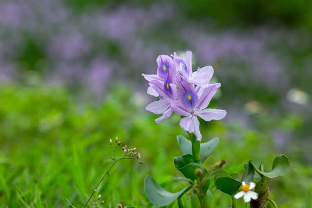 Eichhornia crassipes