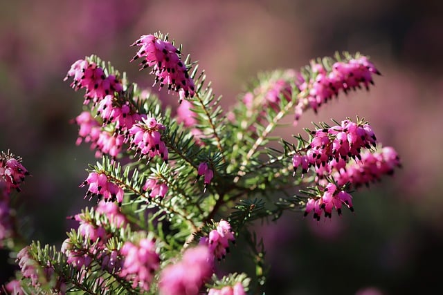 Bell Heather