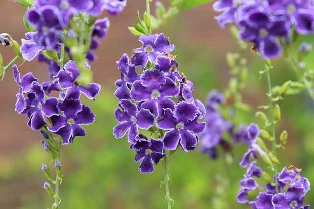 Duranta erecta