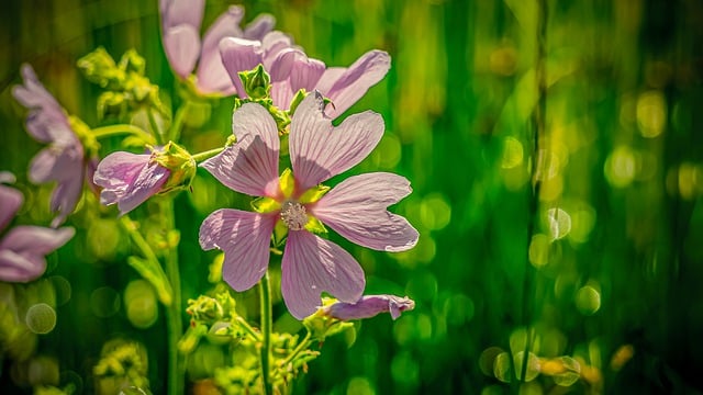 Light pink flowers