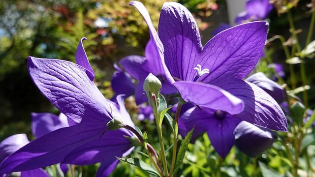 Balloon flower