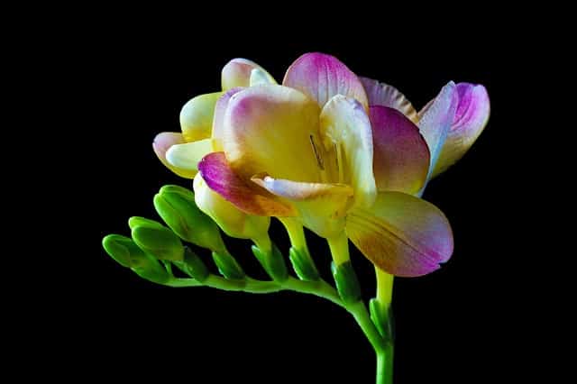 Freesia x hybrida