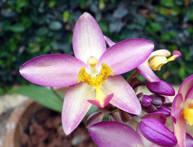 Philippine Orchid