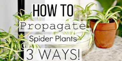 how to propagate spider plant