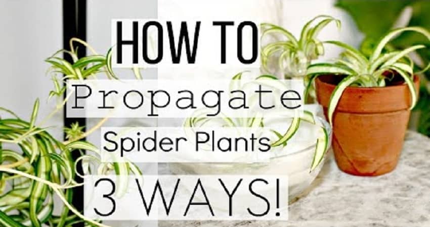 how to propagate spider plant