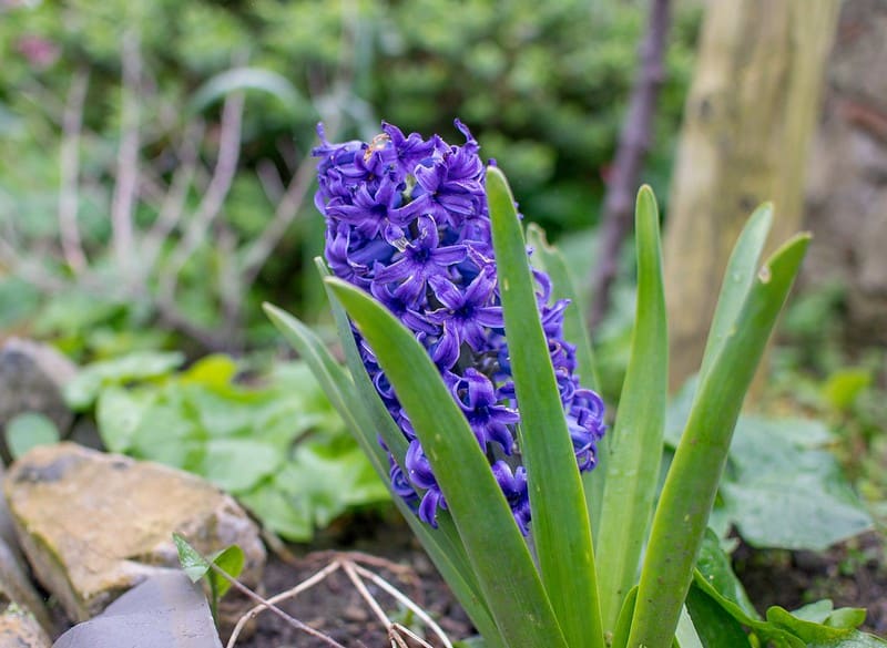 Wild hyacinth