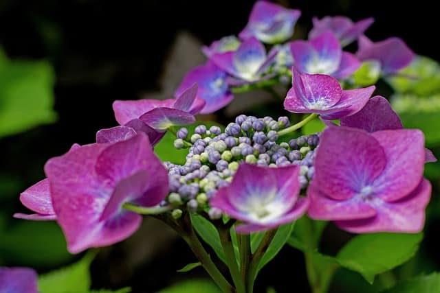 Hydrangea macrophylla