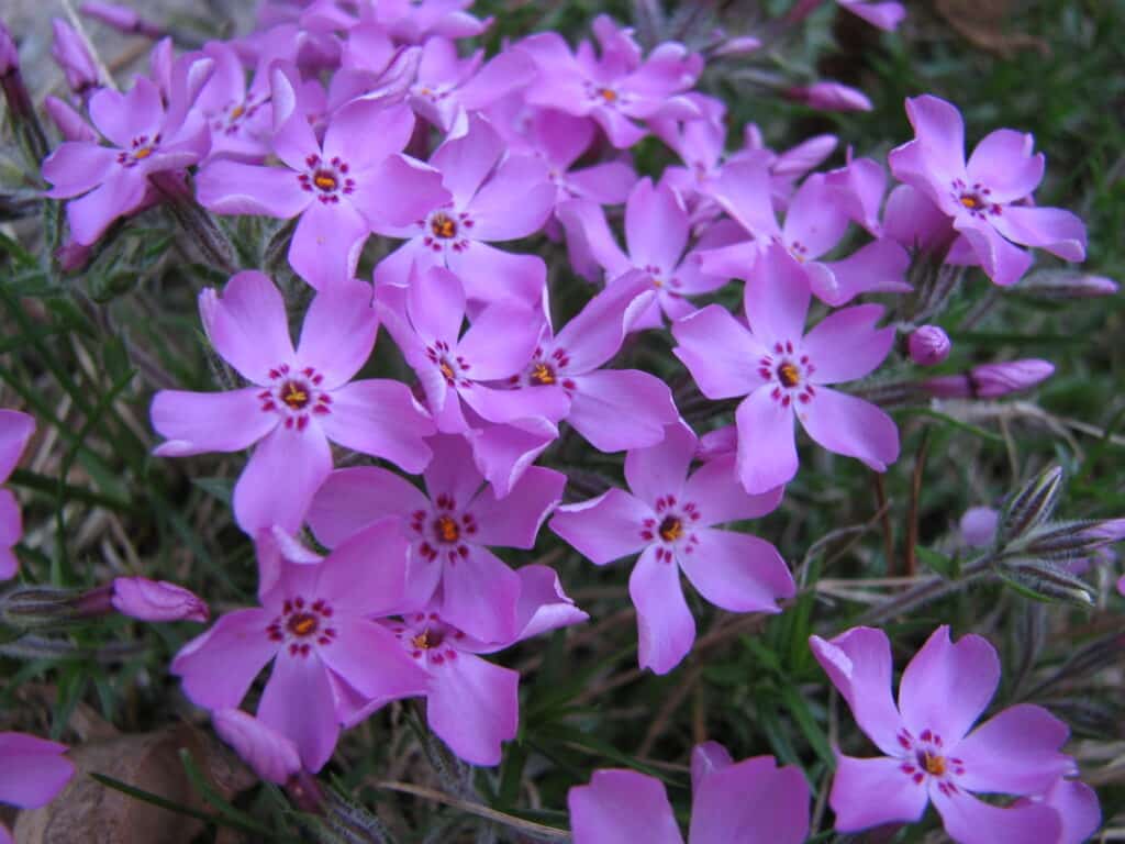 purple flowers