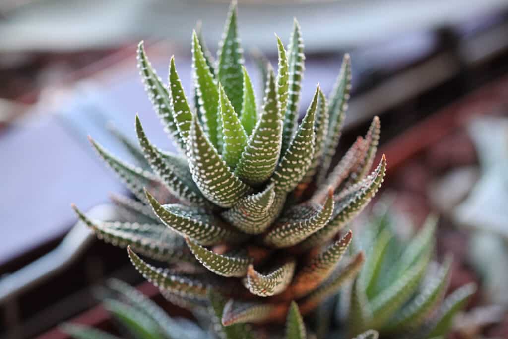 Haworthia reinwardtii