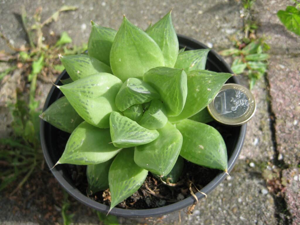 Haworthia cuspidata