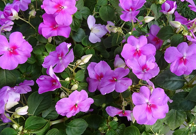 Impatiens walleriana