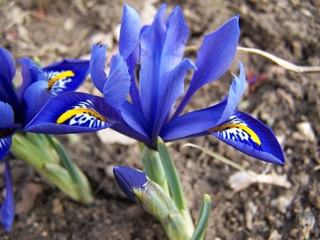 Iris reticulata - Dwarf Iris