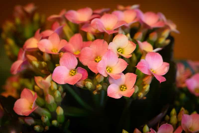 Flowering kalanchoe