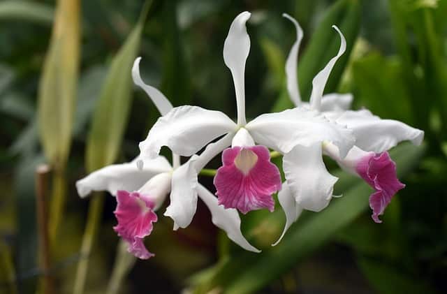 Laelia gouldiana
