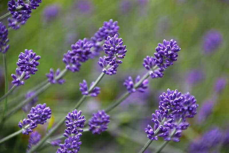 Lavender