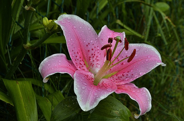 Stargazer lily 