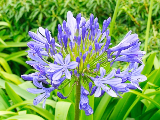Ipomoea purpurea - Morning Glory