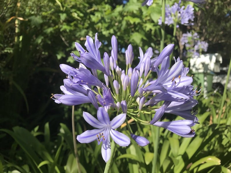 Lily of the Nile aka Agapanthus Orientalis