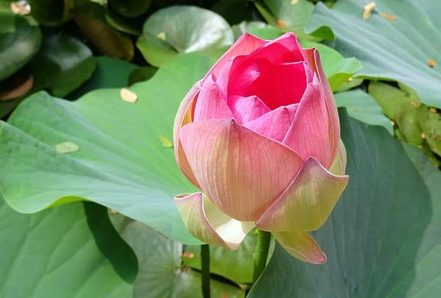 Nelumbo nucifera