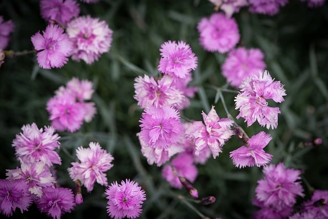 Dianthus caryophyllus